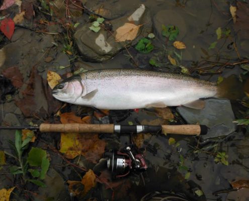 Fishing Marketing and Fishing Social Media